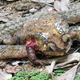 Una serpiente kukri con su cabeza insertada a través del vientre de un sapo asiático de manchas negras, algo que hace para extraer órganos. Es posible ver las excreciones blancas tóxicas en la cabeza y la espalda del sapo.